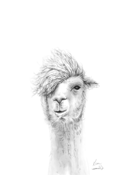 k llamas llama drawing art print