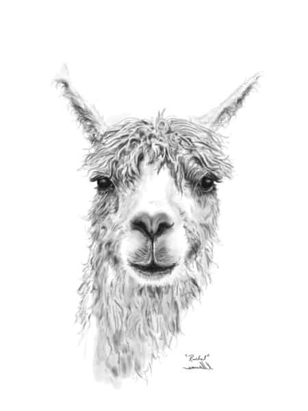 llama wall art