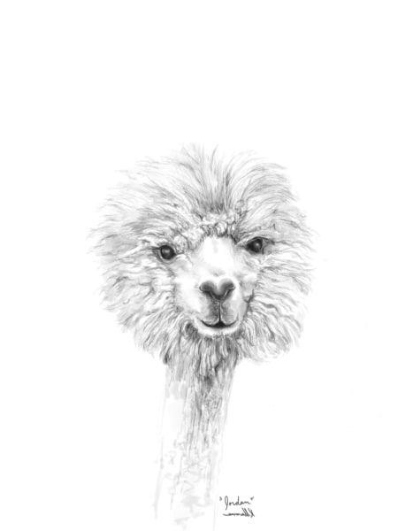 jordan llama art by nashville artist kristin llamas