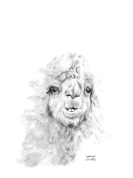 llama drawing by kristin llamas nashville artist