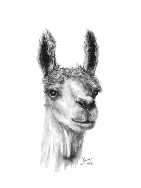 llama painting