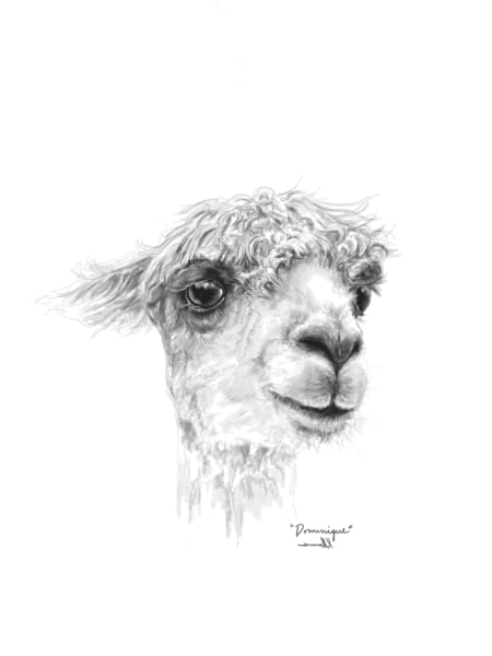 llama art