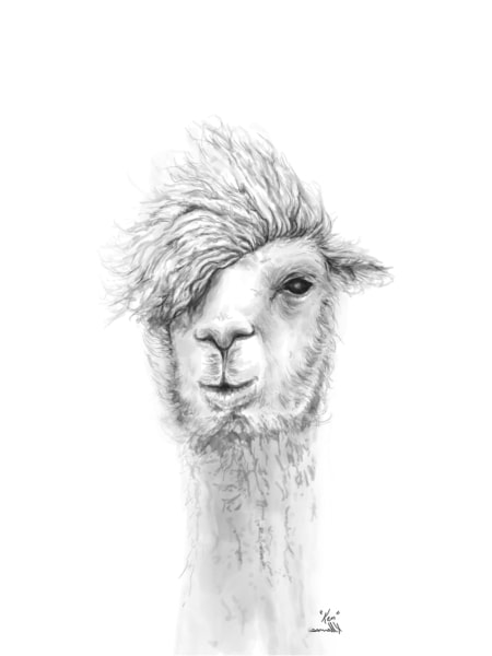 black and white llama