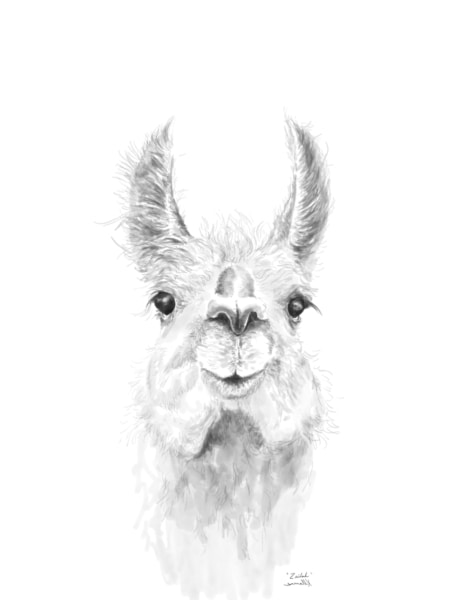 black and white llama drawing